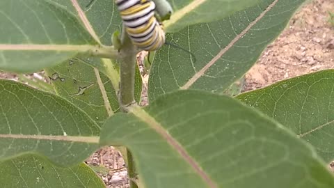 Monarch Butterfly Caterpillar