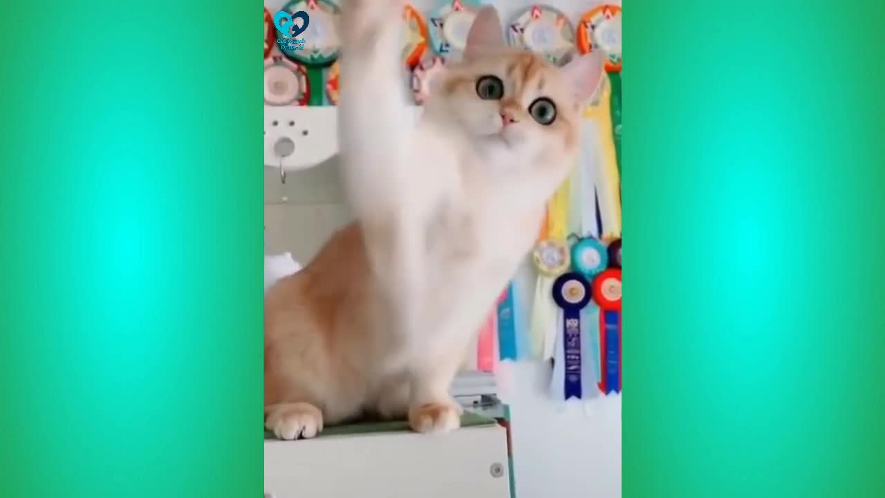 Funniest Cats Video || Cute Animals Of World