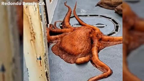 Octopus caught on fishing trip makes a run for it