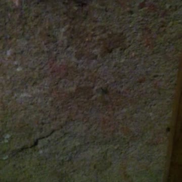 a largatixa na parede pegando barata pt1