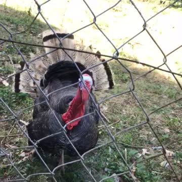 GIANT COQ ON THE SCENE