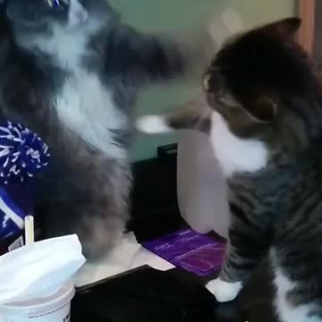 cat funny fight \ best fighting video