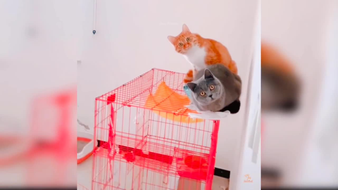 Cat Funny Short Video Best Viral Cat Funny Video