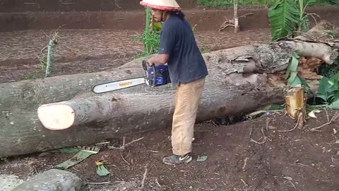 CUTTING LOGS, SENSO MINI SHARP ACTION, NEW CHAIN TEST