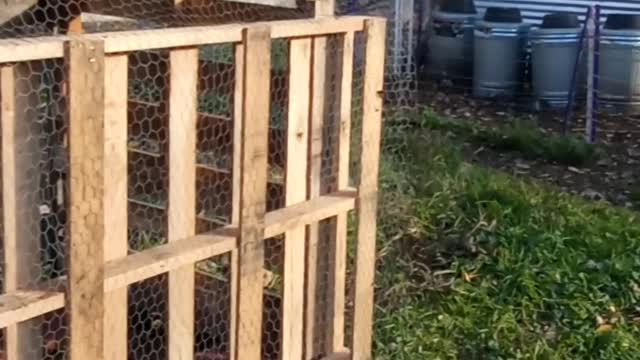 Flock it Farm: DIY goat shelter made of free wood pallets