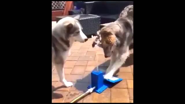 Dogs funny moment😂😂