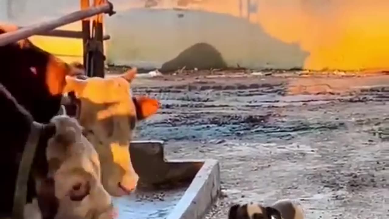 Animal funny videos shorts