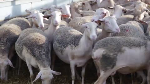 Animals Sheep Videos - sheep fight animal - Lambs Sheep Videos-