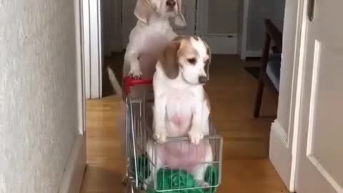 Dog in cart !