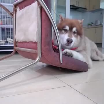 #Shmeksss SHMEKSSS Pranks | New and Latest Pranks | Hot Body Builder Viral and Funny Videos part 10