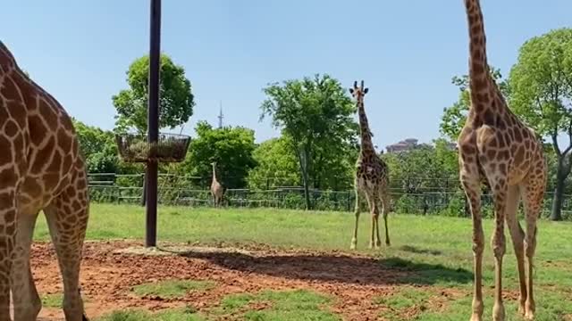 giraffe