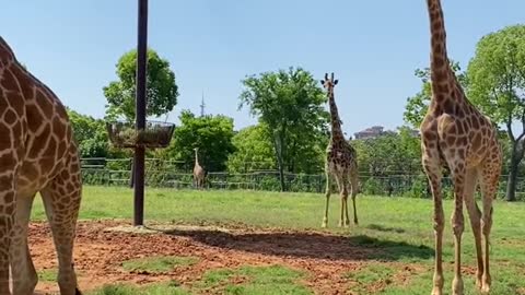 giraffe