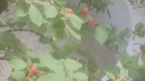 cherry tree