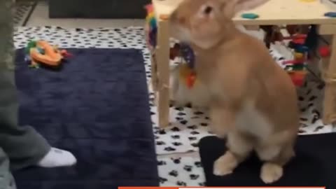 Easter 2017: Why You Should Skip Buying A Rabbit for Easter | The Dodo
