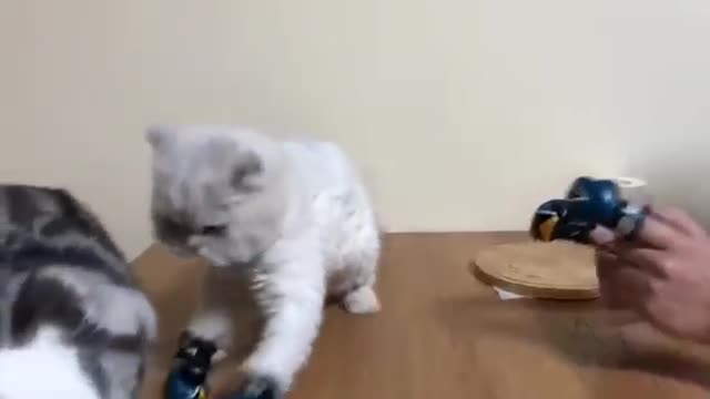القط المشاكس