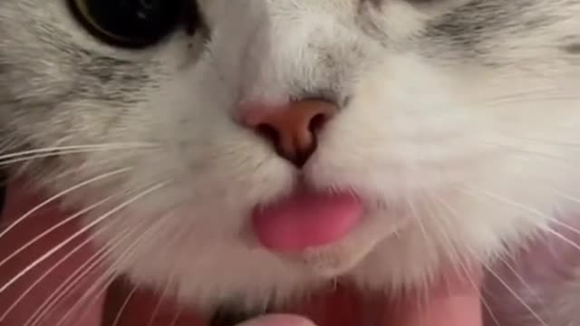 The cat whose anesthesia hasn’t disappeared is so cute