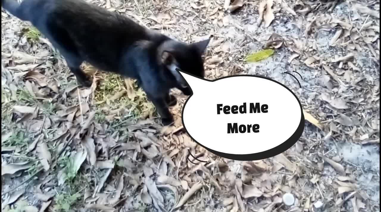 Amazing Video of Cute Cats Eating