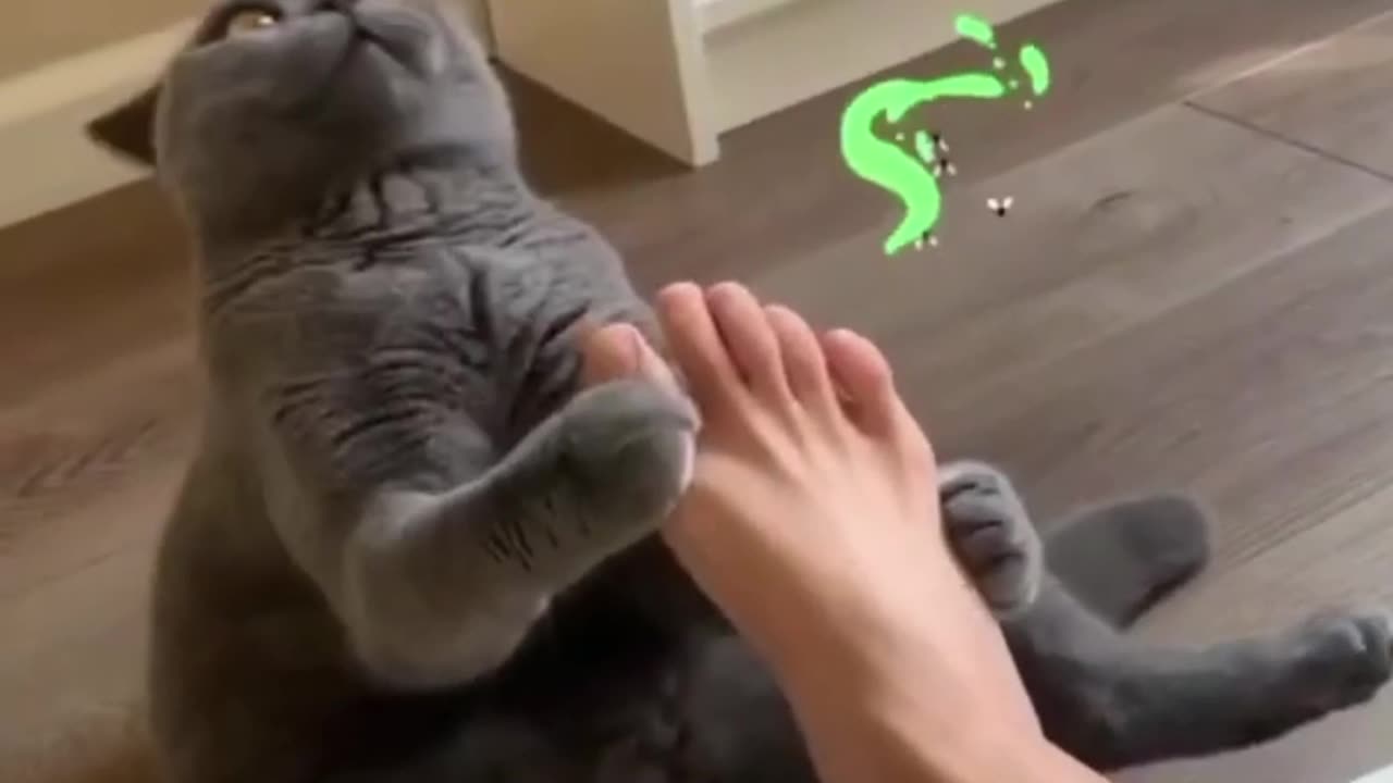 WTF ??? 😂Funny Cat Video 😀