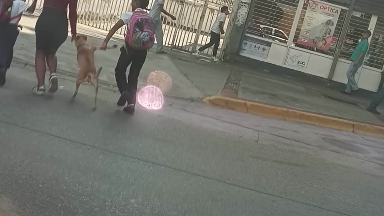 Dog Crosses the Street Like a Human