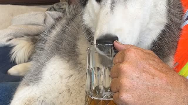 Dakota Enjoying a Cold One