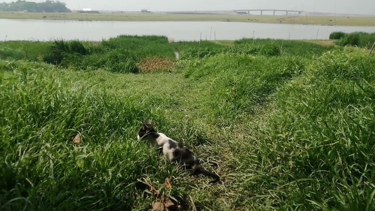 Cat with Beautiful Nature