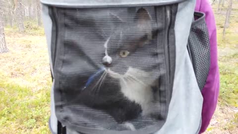 HIKING WITH YOUR CAT ? YOU CAN DO IT!