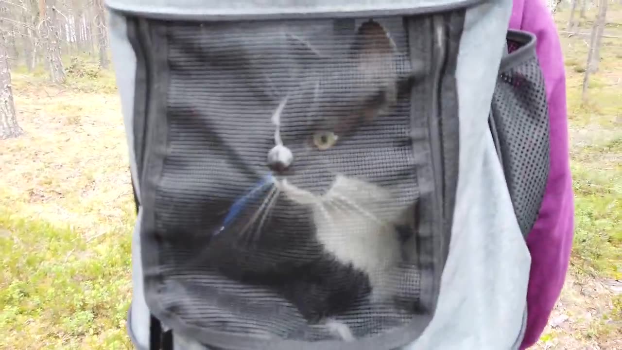 HIKING WITH YOUR CAT ? YOU CAN DO IT!