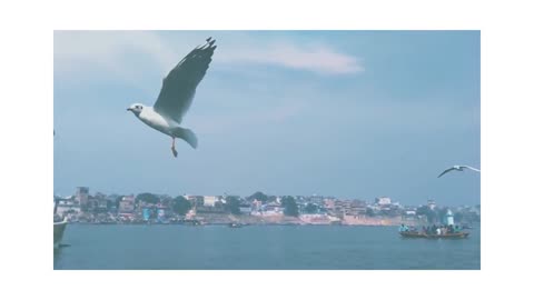 Seagul in the Beach