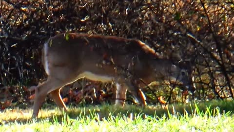 White-tailed deer