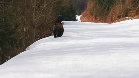 Skiing with the bear on the slope - 9 Martie 2021, Partia Cocosul Predeal Romania, by Mister Fox