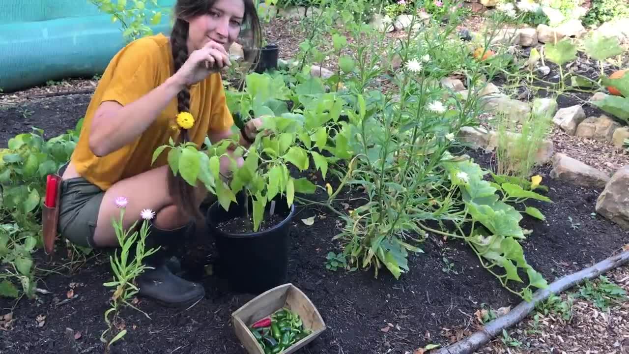 September Allotment Harvest