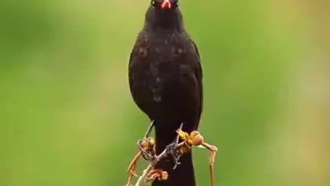 Beautiful and dark birds