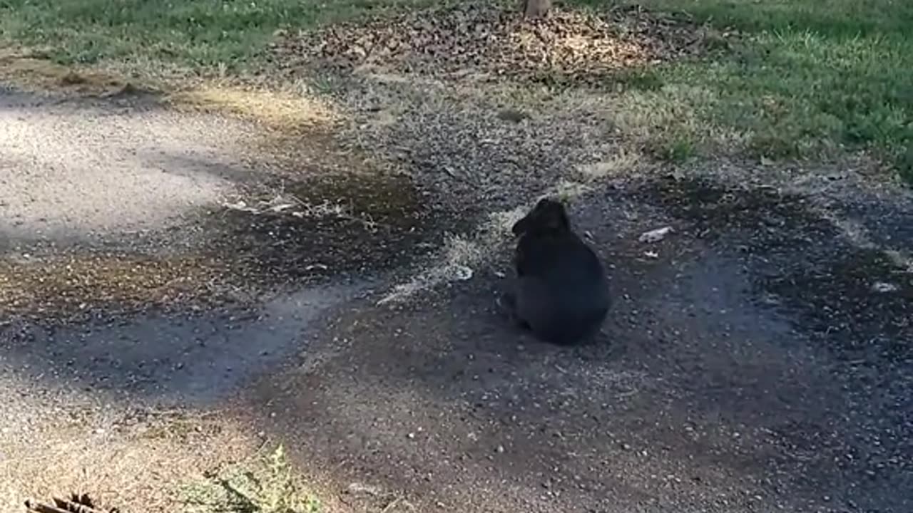 Rabbit and birds telling stories about humans finding love song