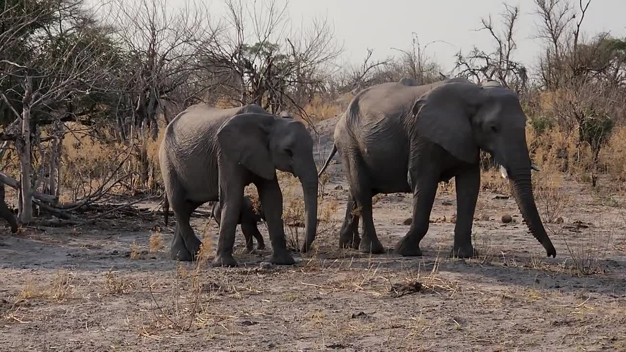 Moms and baby elephants