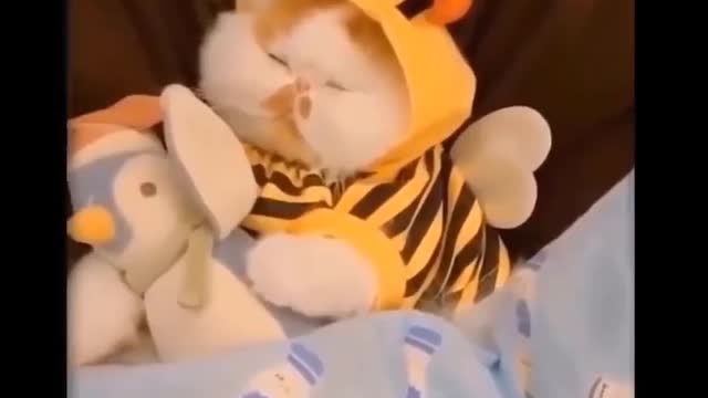 Cute Kittens In The World