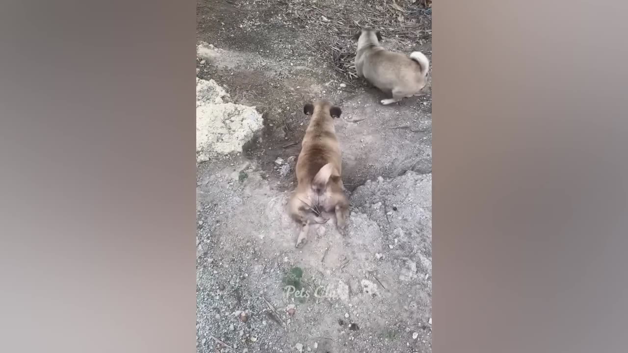 funny animal videos hhh