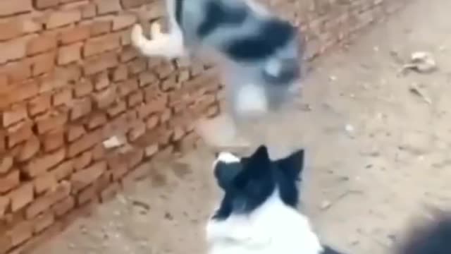 Funny animals Video_Best Funny Animals Videos Compilation 2022