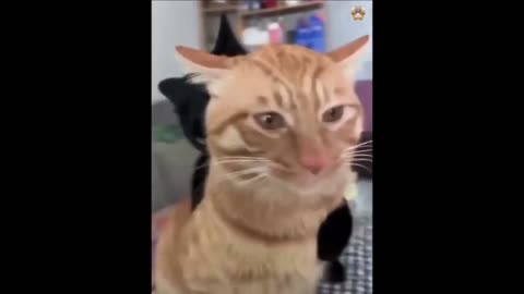 Funny animals failing and being cute