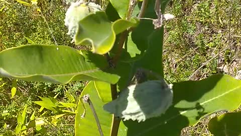 Milkweed