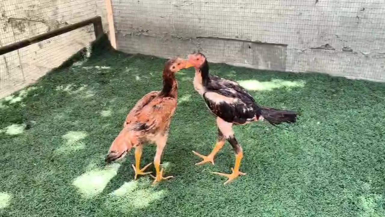 Young couples of fighting cocks ❤️🐓❤️