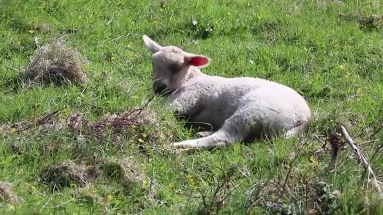 Lamb lying down