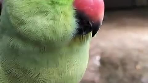 cute parrot baby calling for mamma !