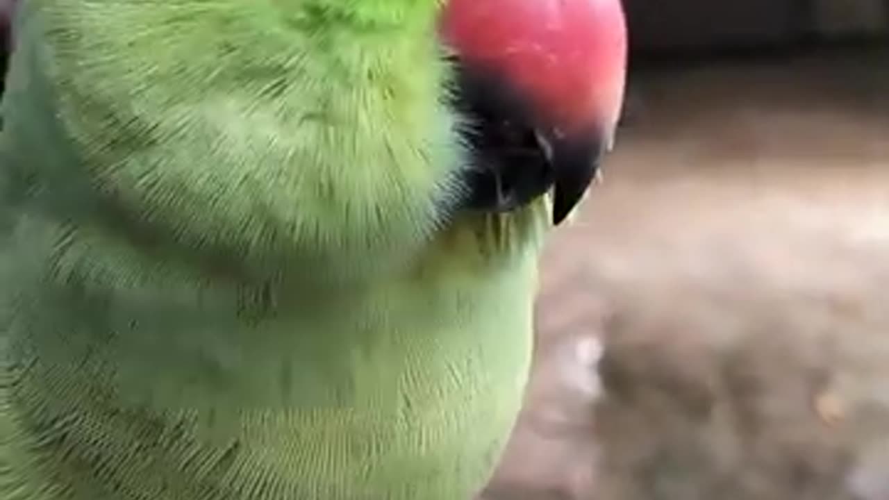 cute parrot baby calling for mamma !