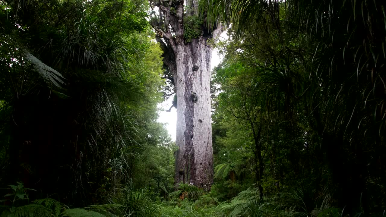 Top 5 BIGGEST Trees on Earth