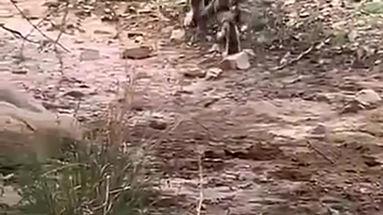 Tiger hunt Monkey