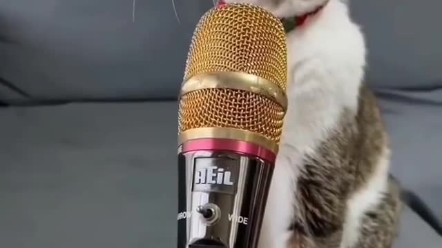 funny #cat #voice #shorts #shortvideo #trending#animals