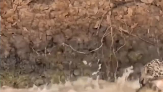 Extreme Fights Between Wild Animals 84