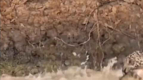 Extreme Fights Between Wild Animals 84