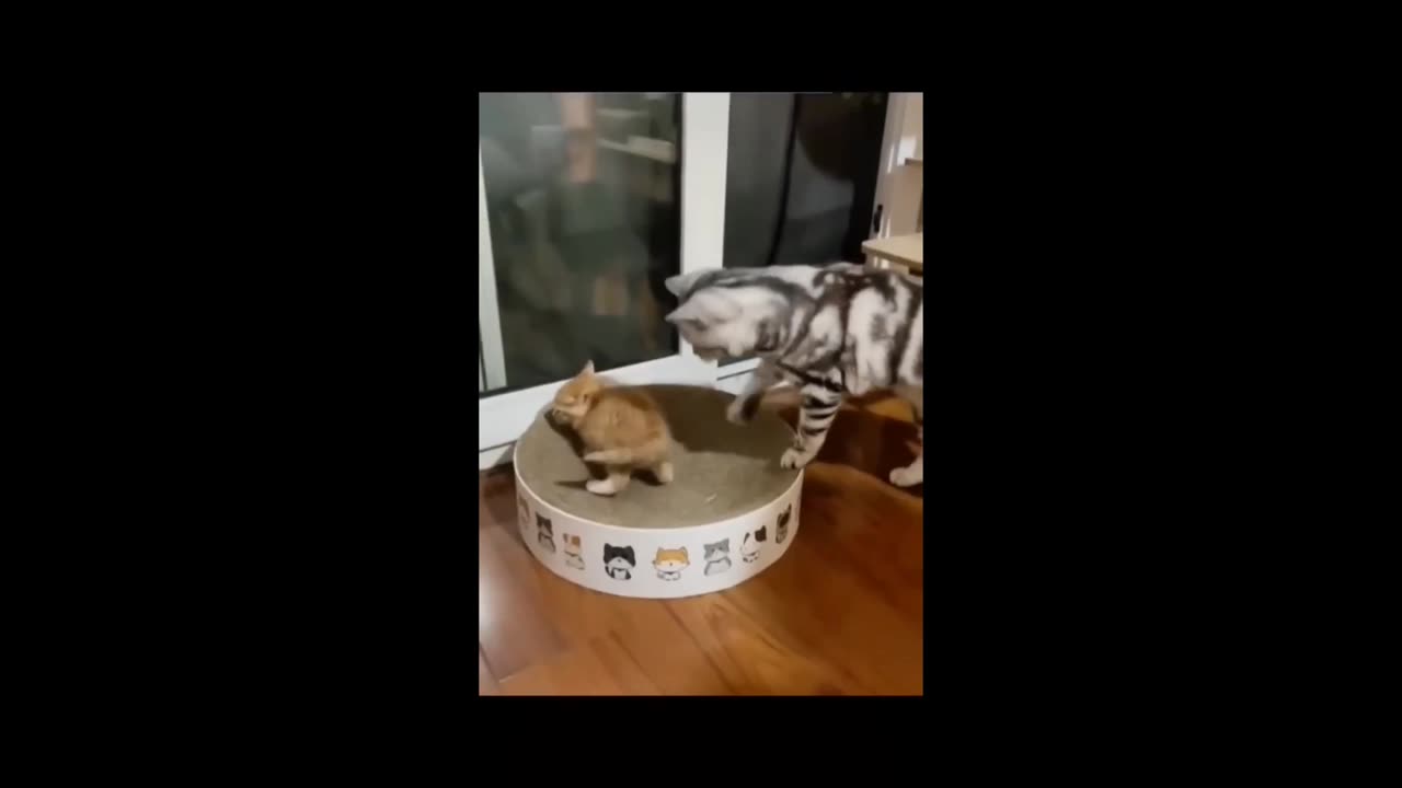 Cat with cat baby