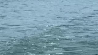 Bald Eagle fishing on Big Manistique Lake, UP Michigan